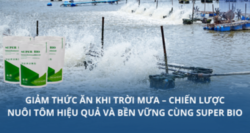 Giảm thức ăn khi trời mưa – Chiến lược nuôi tôm hiệu quả và bền vững cùng Super Bio
